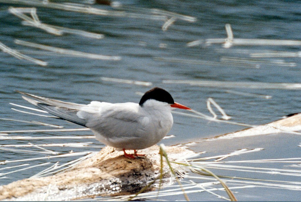 Tern, Arctic 1 B02P44I02.jpg - Arctic Tern